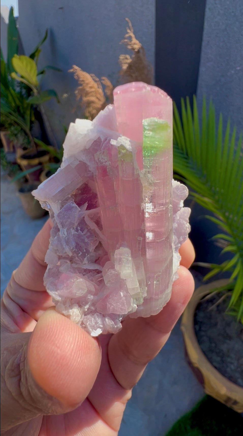 Bicolor Tourmaline with Pink Lepidolite from Afghanistan - 78 grams