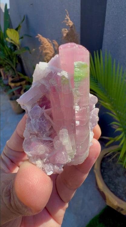 Bicolor Tourmaline with Pink Lepidolite from Afghanistan - 78 grams