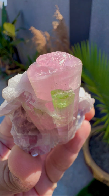 Bicolor Tourmaline with Pink Lepidolite from Afghanistan - 78 grams