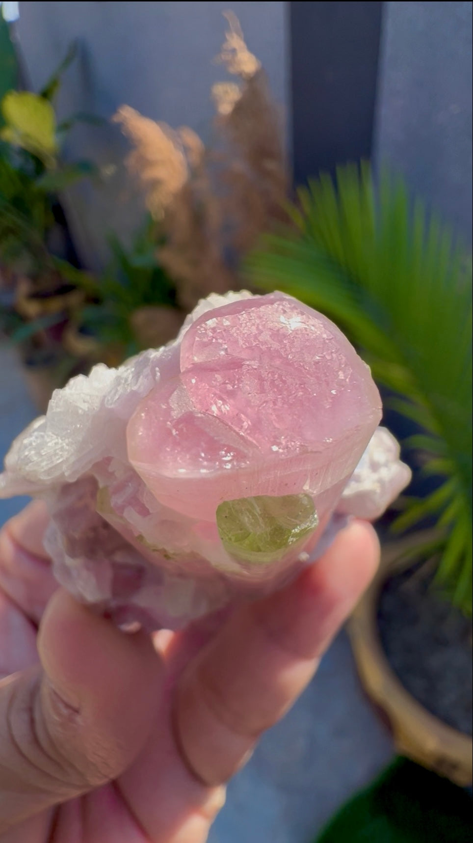 Bicolor Tourmaline with Pink Lepidolite from Afghanistan - 78 grams