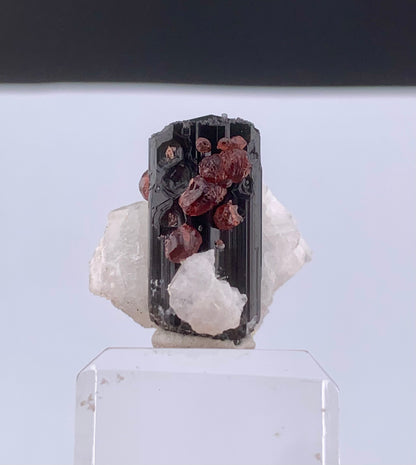 Red Spessertine Garnet Crystals on Schorl Tourmaline From Pakistan - 13 Grams