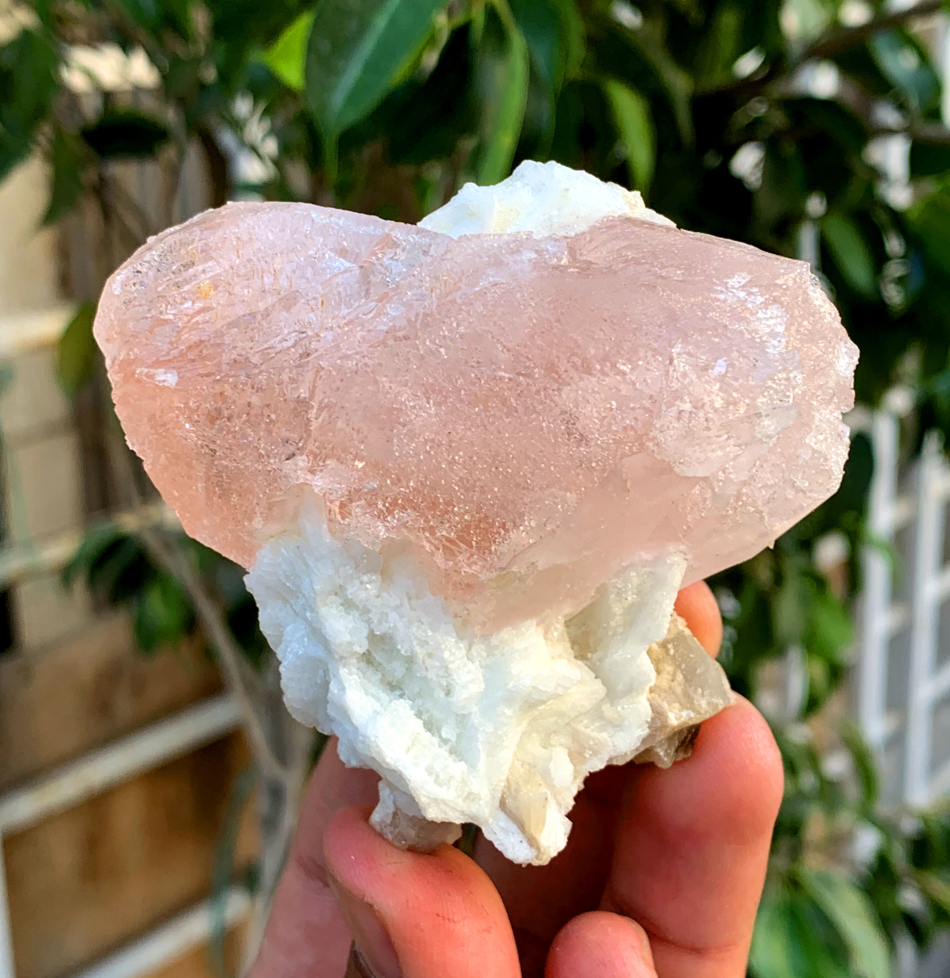 Natural Pink Morganite with White Albite from Afghanistan - 244 grams