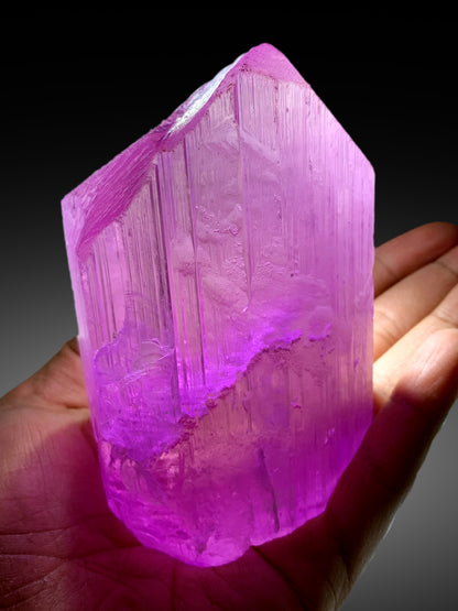 Rich pink color detail on kunzite crystal
Large kunzite crystal on display stand
Museum grade kunzite specimen from Afghanistan
Kunzite crystal lighting and color saturation detail
Natural terminated crystal free of chips or damage
Deep pink kunzite mineral specimen full length view