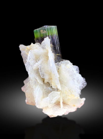 Raw tourmaline crystal on cleavelandite albite base
Tourmaline crystal lighting and color zoning detail
Natural terminated crystal free of chips or damage
Small green cap tourmaline full length view