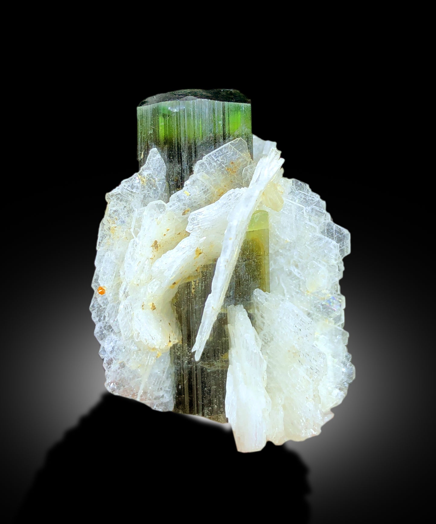Tourmaline crystal dimensions 32 by 29 by 27 mm
Green cap tourmaline back angle view
Green color zoning detail on tourmaline crystal