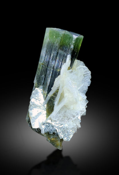 Tourmaline crystal dimensions 42 by 25 by 21 mm
Elongated green cap tourmaline back angle view