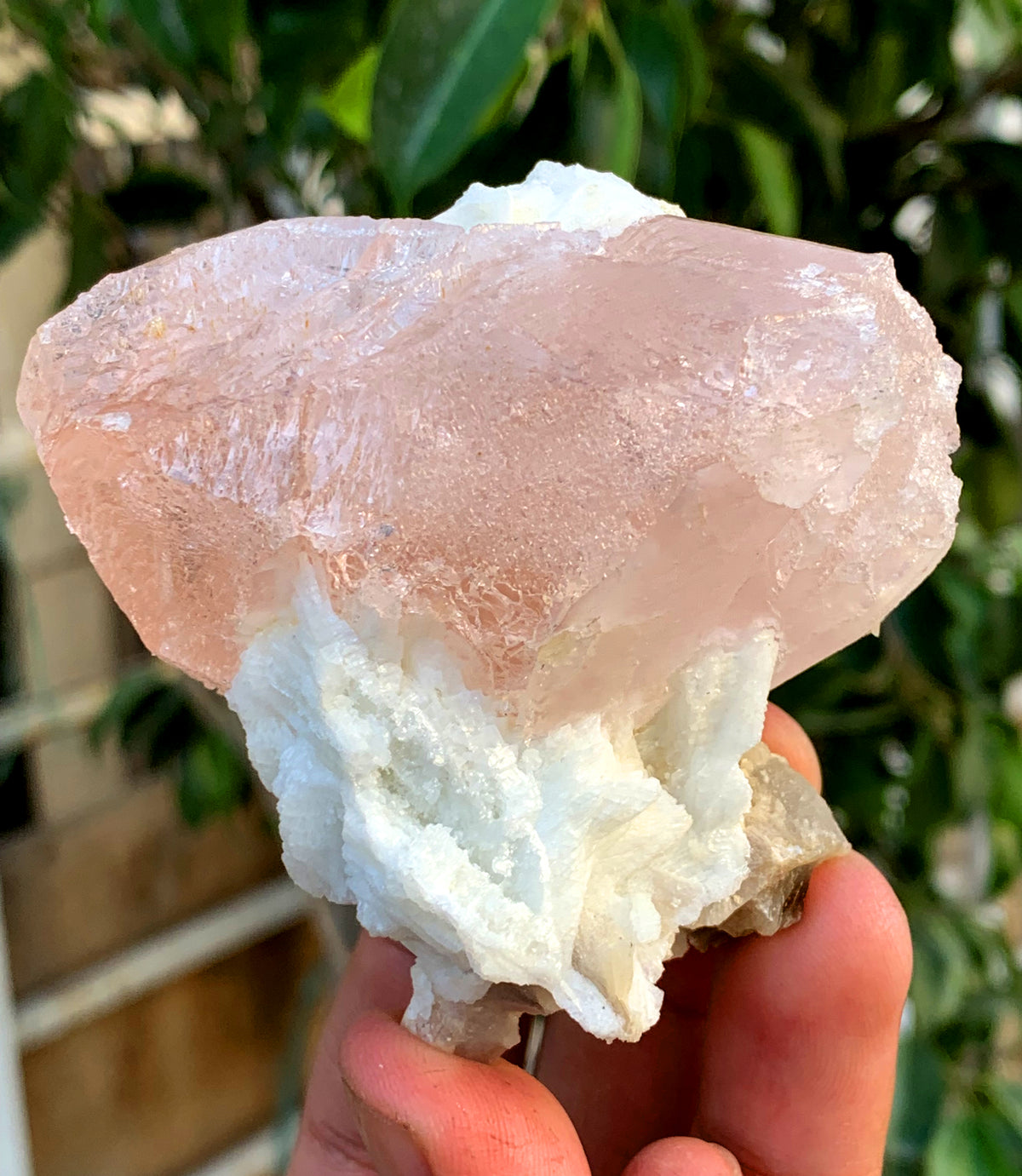 Natural Pink Morganite with White Albite from Afghanistan - 244 grams