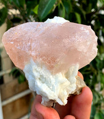 Natural Pink Morganite with White Albite from Afghanistan - 244 grams