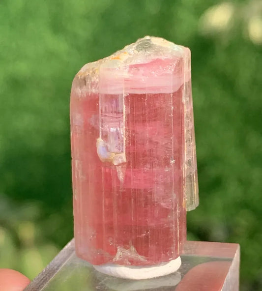 Natural Elbaite Tourmaline ( Rubellite ) Crystal From Afghanistan - 71.60 Carats Natural Elbaite Tourmaline ( Rubellite ) Crystal From Afghanistan - 71.60 Carats