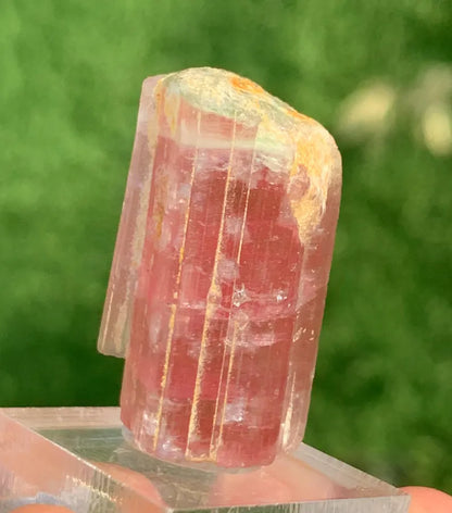 Natural Elbaite Tourmaline ( Rubellite ) Crystal From Afghanistan - 71.60 Carats Natural Elbaite Tourmaline ( Rubellite ) Crystal From Afghanistan - 71.60 Carats