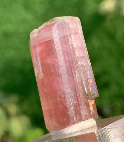 Natural Elbaite Tourmaline ( Rubellite ) Crystal From Afghanistan - 71.60 Carats Natural Elbaite Tourmaline ( Rubellite ) Crystal From Afghanistan - 71.60 Carats