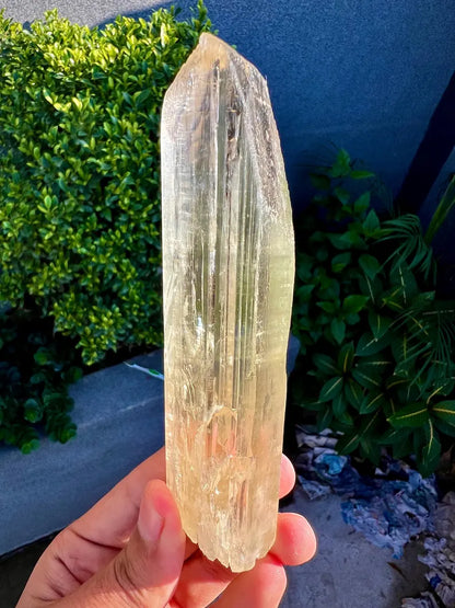 Yellow Triphane Kunzite Crystal from Afghanistan - 234 Grams