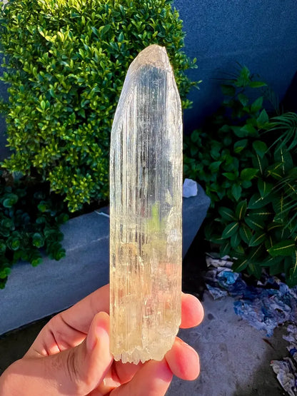 Yellow Triphane Kunzite Crystal from Afghanistan - 234 Grams