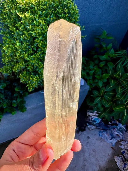 Yellow Triphane Kunzite Crystal from Afghanistan - 234 Grams