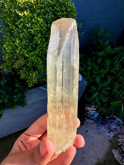 Yellow Triphane Kunzite Crystal from Afghanistan - 234 Grams