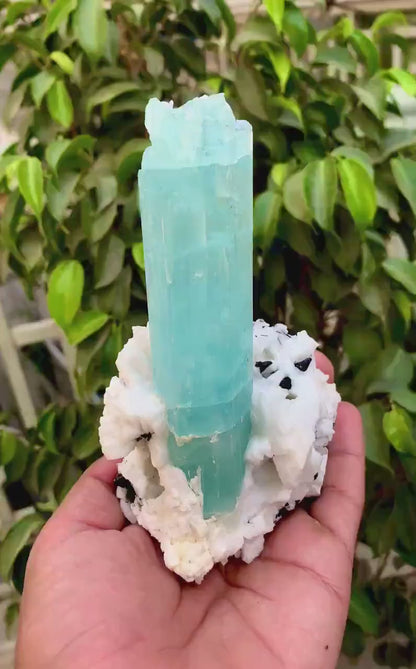 Aquamarine with Schorl and Albite Specimen from Skardu Pakistan - 573 Gram, 152*87 mm
