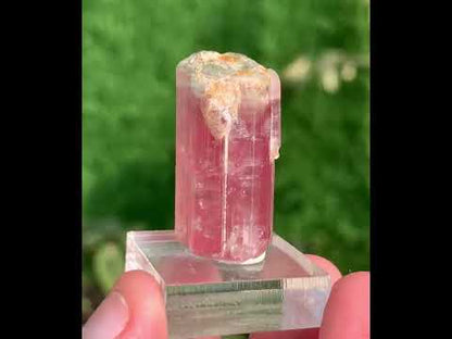Natural Elbaite Tourmaline ( Rubellite ) Crystal From Afghanistan - 71.60 Carats Natural Elbaite Tourmaline ( Rubellite ) Crystal From Afghanistan - 71.60 Carats
