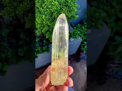 Yellow Triphane Kunzite Crystal from Afghanistan - 234 Grams