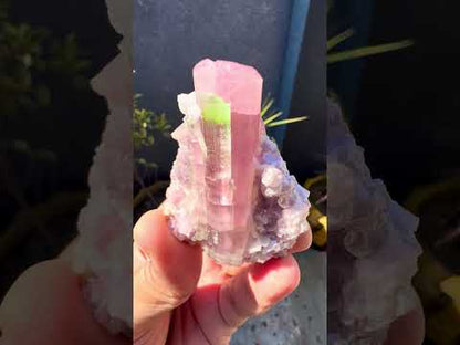 Bicolor Tourmaline with Pink Lepidolite from Afghanistan - 78 grams